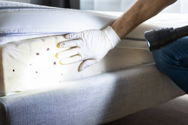 Best Wasp Removal Services  in Monfort Heights, OH