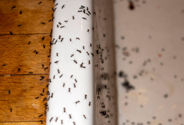 Best Wildlife Control Services  in Monfort Heights, OH